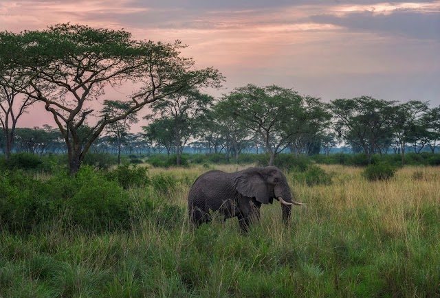 A creator-curated trip through Queen Elizabeth National Park