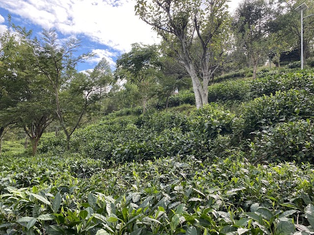 Kausani Tea Estate