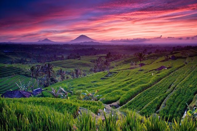Jatiluwih Rice Terraces