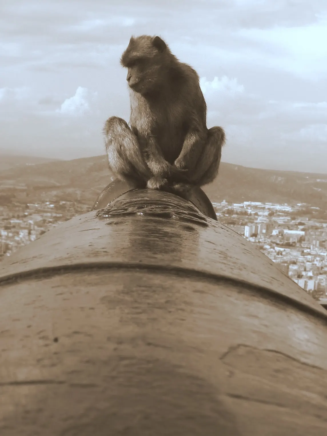 Macaque in Gibraltar